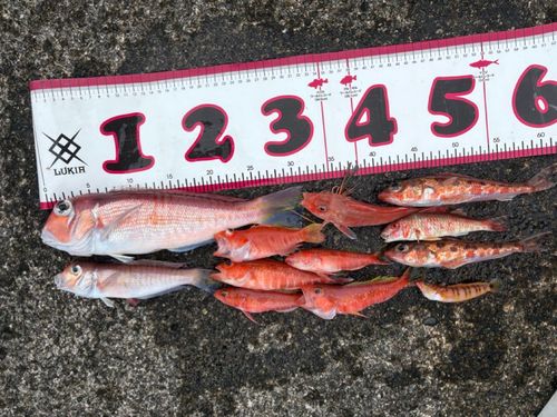 アカアマダイの釣果
