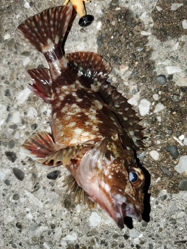 カサゴの釣果