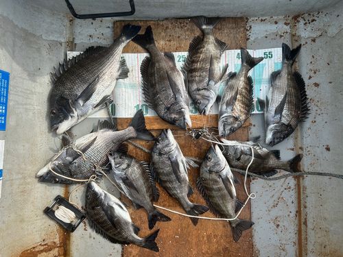 クロダイの釣果