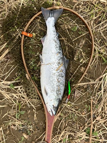 サクラマスの釣果