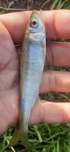 オイカワの釣果