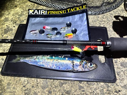 ウルメイワシの釣果