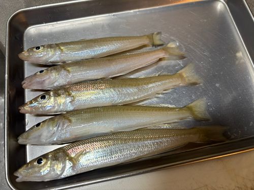キスの釣果
