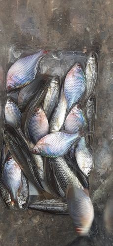 モロコの釣果