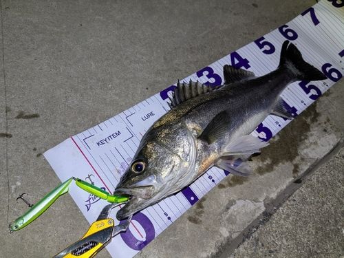 シーバスの釣果