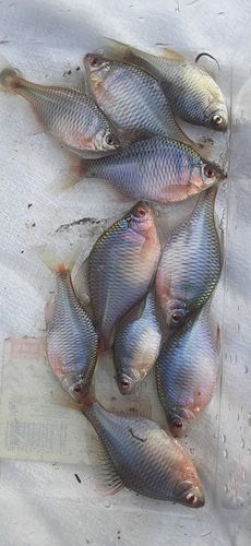 タイリクバラタナゴの釣果