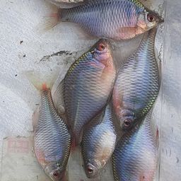 タイリクバラタナゴ