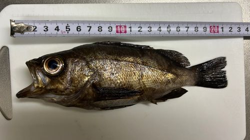 メバルの釣果
