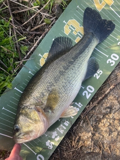 ラージマウスバスの釣果