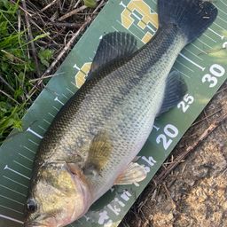 ラージマウスバス