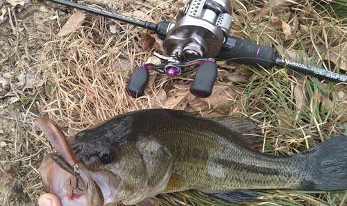 ブラックバスの釣果