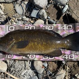 スモールマウスバス