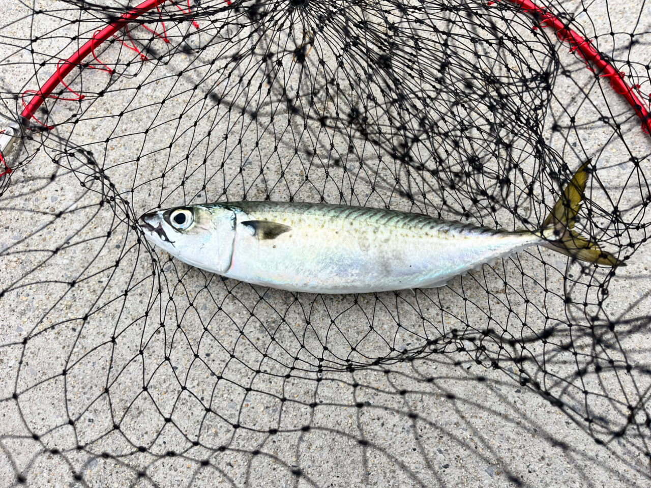 SHIMANO 20ソアレ エクスチューン S64UL+-Sの最安値・インプレ