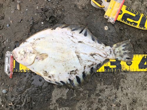 マツカワの釣果