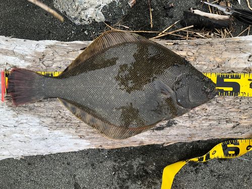 マツカワの釣果