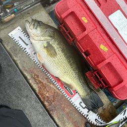 ブラックバス