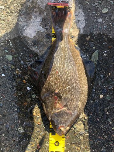 マツカワの釣果