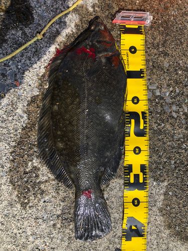 クロガシラガレイの釣果