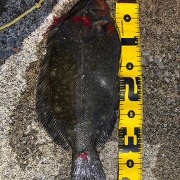 クロガシラガレイ