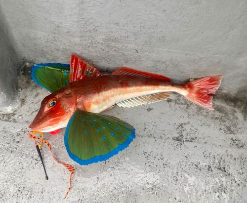 ホウボウの釣果