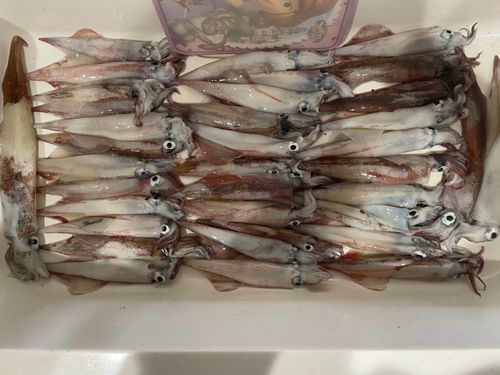 ヤリイカの釣果