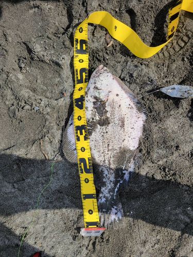 マツカワの釣果