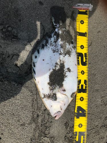 マツカワの釣果