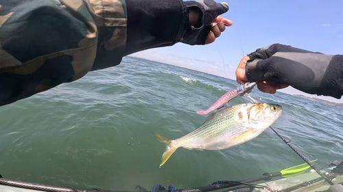 コノシロの釣果