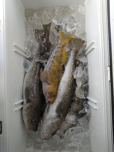 マダラの釣果