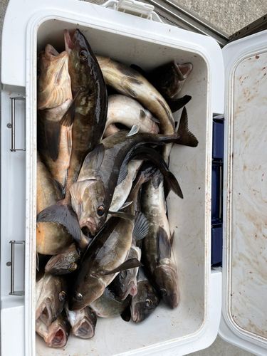 ホッケの釣果