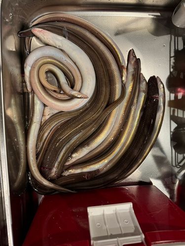 マアナゴの釣果