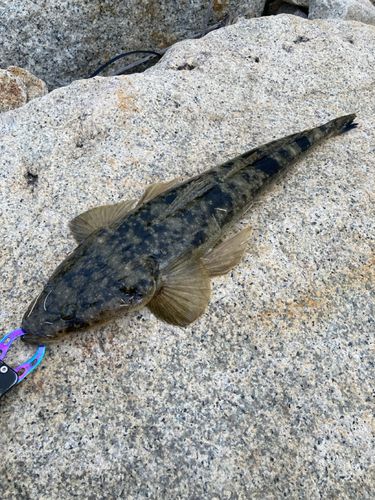 マゴチの釣果