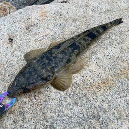 マゴチ