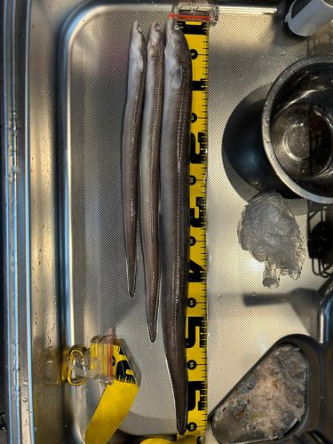 マアナゴの釣果