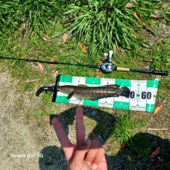 ライギョの釣果