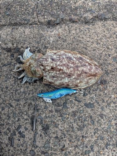 コウイカの釣果