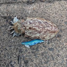 コウイカ