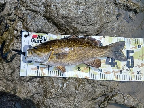 スモールマウスバスの釣果
