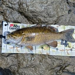 スモールマウスバス