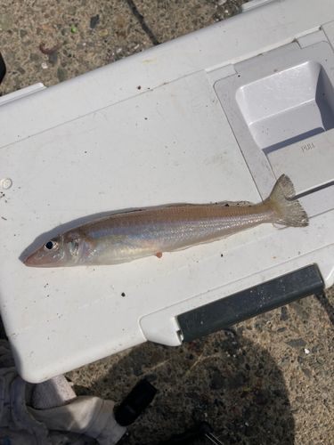 キスの釣果