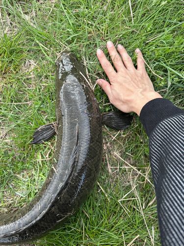 ライギョの釣果