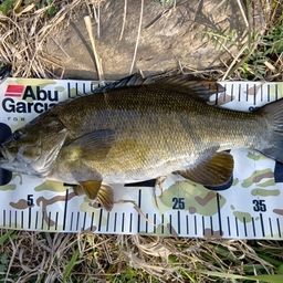 スモールマウスバス