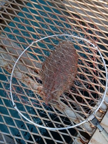 モンゴウイカの釣果