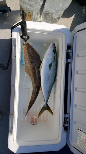 ヤズの釣果