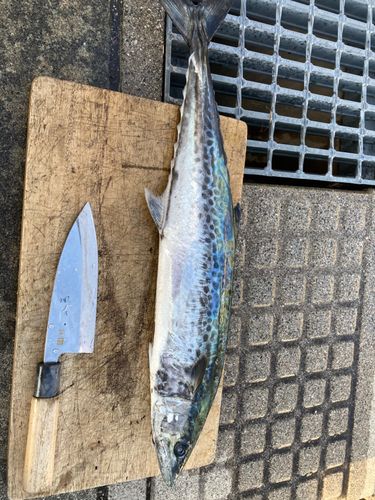 サゴシの釣果