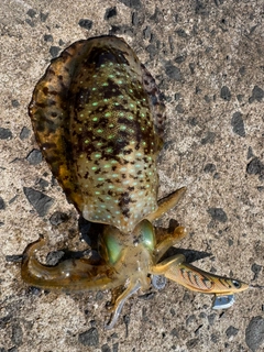 アオリイカの釣果