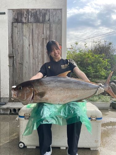 ヒレナガカンパチ