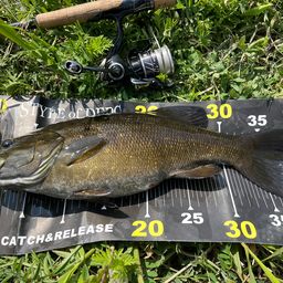 スモールマウスバス