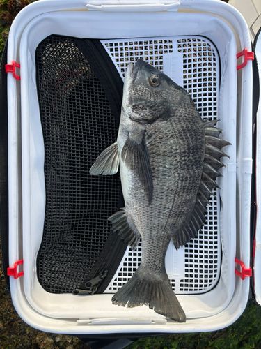 チヌの釣果