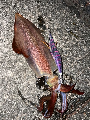 ケンサキイカの釣果